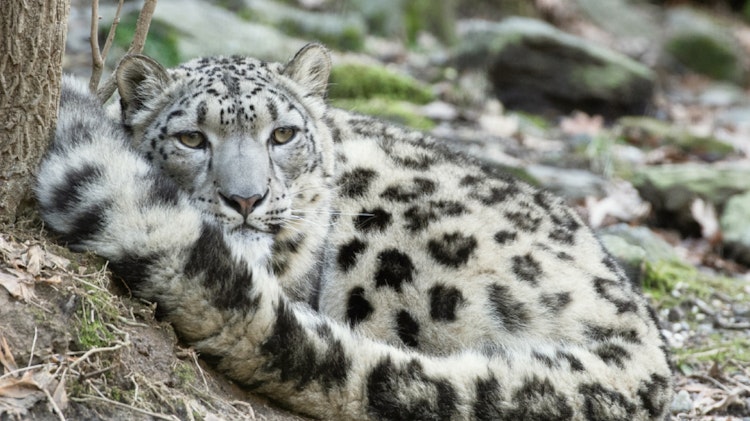 Photo of Snow Leopard