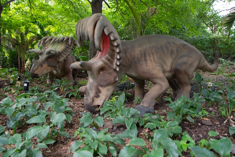 Photo of Kosmoceratops