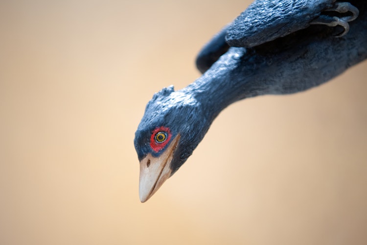 Photo of Confuciusornis