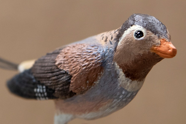 Photo of Protopteryx