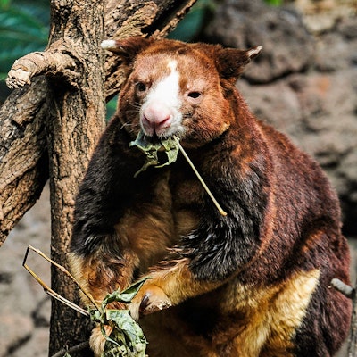 Photo of Tree Kangaroo