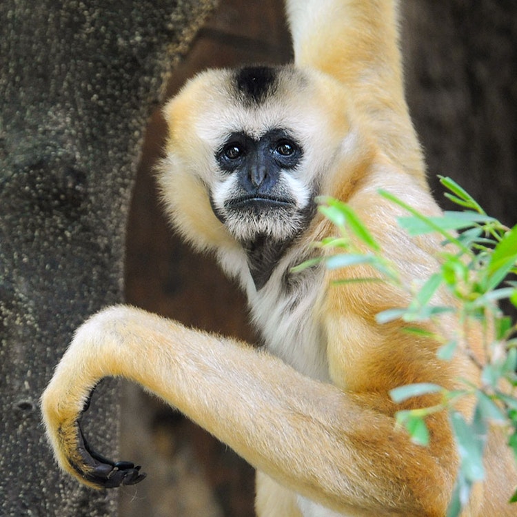 Photo of White-cheeked Gibbon