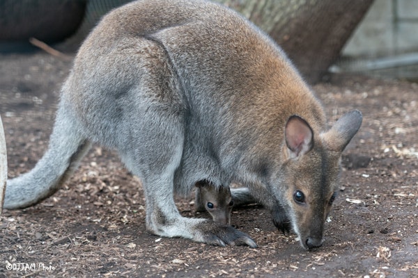 Photo of Bennett's Wallaby