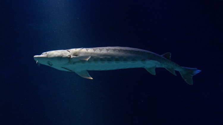 Photo of Atlantic Sturgeon